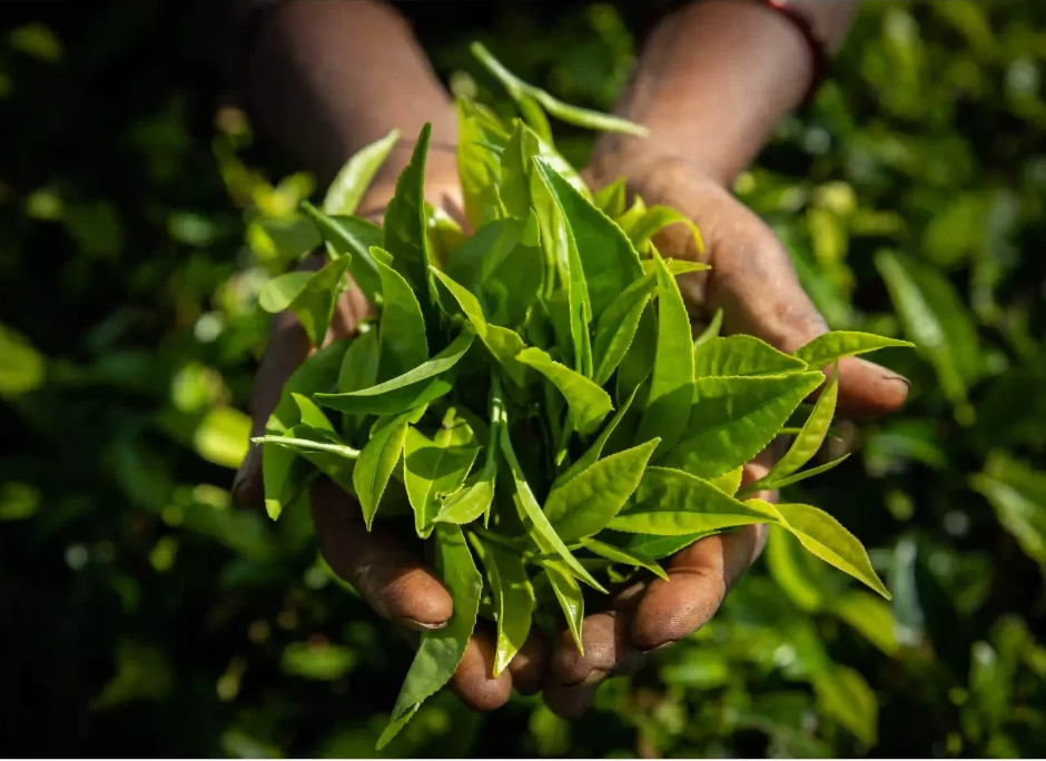 Why Do Professional Growers Choose Premium Ammonium-Process Potassium Nitrate?